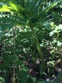 Kjempebjørnekjeks (Heracleum mantegazzianum)