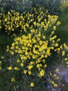 Winter-cress (Barbarea vulgaris)