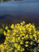 Winter-cress (Barbarea vulgaris)