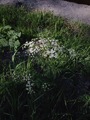 Tromsøpalme (Heracleum persicum)