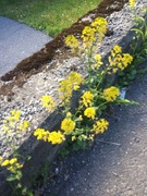 Winter-cress (Barbarea vulgaris)