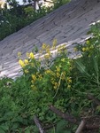 Russekål (Bunias orientalis)