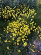 Winter-cress (Barbarea vulgaris)