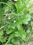 Tromsøpalme (Heracleum persicum)