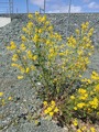 Russekål (Bunias orientalis)