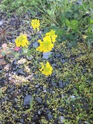 Winter-cress (Barbarea vulgaris)