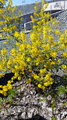 Russekål (Bunias orientalis)