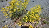 Russekål (Bunias orientalis)