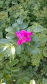 Rynkerose (Rosa rugosa)