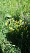 Winter-cress (Barbarea vulgaris)