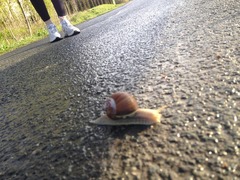 Roman Snail (Helix pomatia)