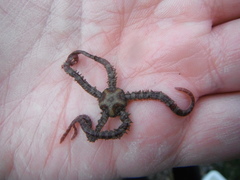 Brittle stars (Ophiuroidea)