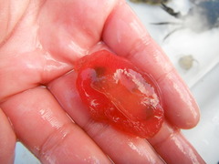 Sea cucumbers (Holothuroidea)