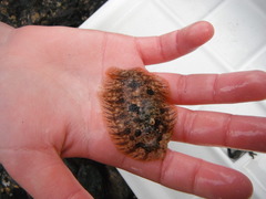 Dab (Limanda limanda)