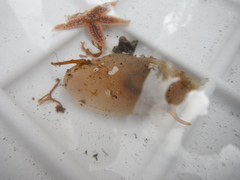 Sea cucumbers (Holothuroidea)