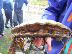 Stort kamskjell (Pecten maximus)