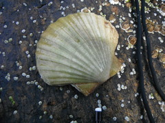 Stort kamskjell (Pecten maximus)