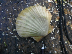 Kamskjell (Pecten maximus)