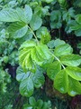 Rynkerose (Rosa rugosa)