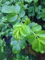 Rynkerose (Rosa rugosa)