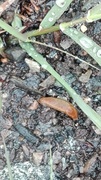 Brunskogsnegl (Arion vulgaris)