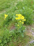 Russekål (Bunias orientalis)