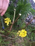 Russekål (Bunias orientalis)