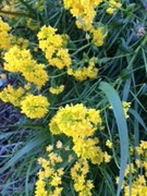 Winter-cress (Barbarea vulgaris)