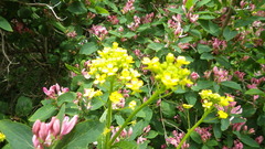 Russekål (Bunias orientalis)