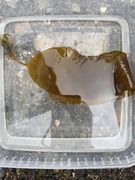 Sugar Kelp (Saccharina latissima)