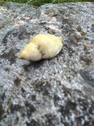 Purpursnegl (Nucella lapillus)