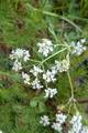 Kjempebjørnekjeks (Heracleum mantegazzianum)