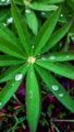 Hagelupin (Lupinus polyphyllus)