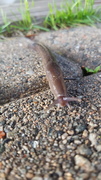 Slugs (Limacidae)