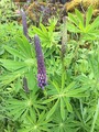 Hagelupin (Lupinus polyphyllus)