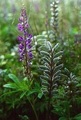 Hagelupin (Lupinus polyphyllus)