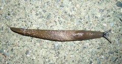 Ash-black Slug (Limax cinereoniger)