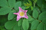 Rynkerose (Rosa rugosa)