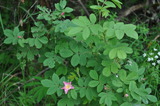 Rynkerose (Rosa rugosa)