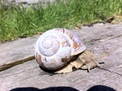 Roman Snail (Helix pomatia)