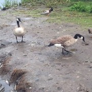 Canada Goose (Branta canadensis)