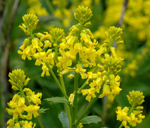 Winter-cress (Barbarea vulgaris)