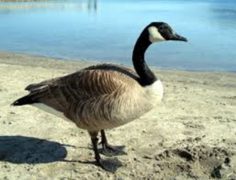 Canada Goose (Branta canadensis)
