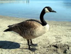 Kanadagås (Branta canadensis)