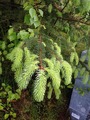 Sitkagran (Picea sitchensis)