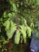 Sitkagran (Picea sitchensis)