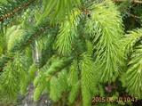 Sitkagran (Picea sitchensis)