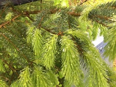Sitka Spruce (Picea sitchensis)