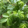 Rynkerose (Rosa rugosa)