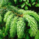 Sitkagran (Picea sitchensis)